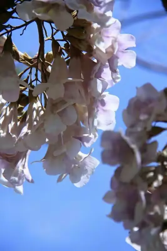 梧桐花语；情窦初开。在春季里晚开的花朵，有着恬淡的气息。也正是因为它的晚开，才更加显得坚贞不渝，就像
