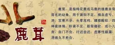 鹿茸--鹿身之精华