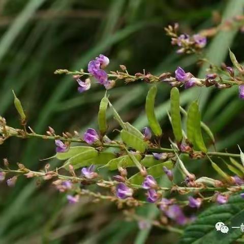 它不是茶而胜于茶