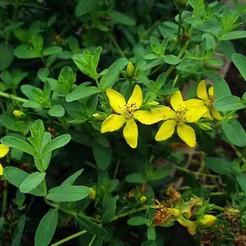 护肝野草“田基黄”