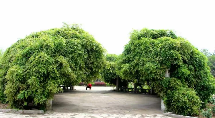 绿化苗木批发基地地址