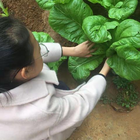 爱的午餐———五四班 朱奕霖