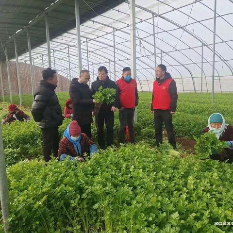 应对寒潮天气，确保果菜增量提质