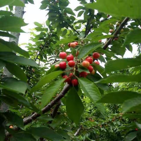 红艳艳的樱桃熟了