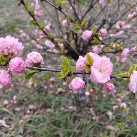 教研花开，一路芳香，——九街镇胡岗小学西区联片教研活动