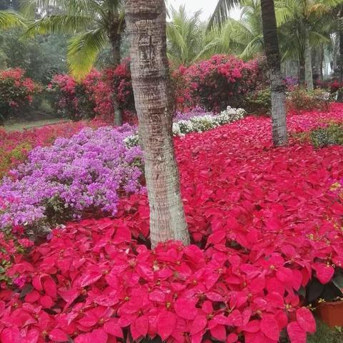 主题为““新海口、新花城””的第二届三角梅花展按计划有序进行。