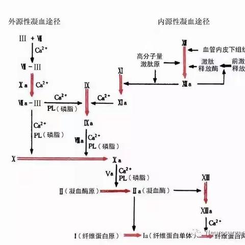 抗凝、抗血小板、溶栓的区别