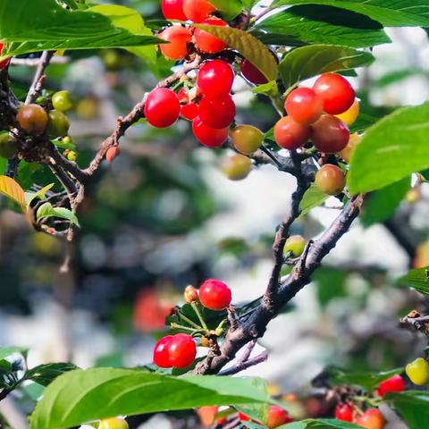 樱桃🍒的探秘之旅——国际部大一班