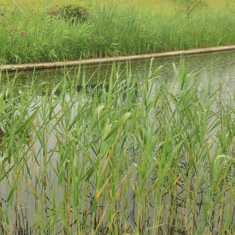 立夏，绿水风暖