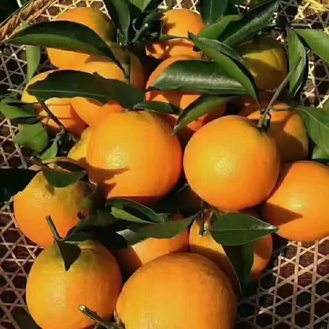 湖南新宁崀山海波脐橙，欢迎品尝。