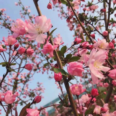 【春风十里桃花暖🌸】——新风实小清河校区五年级春游记