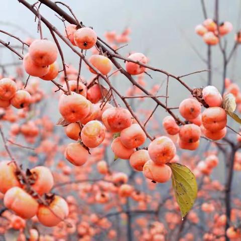 多彩秋日，“柿柿”如意
