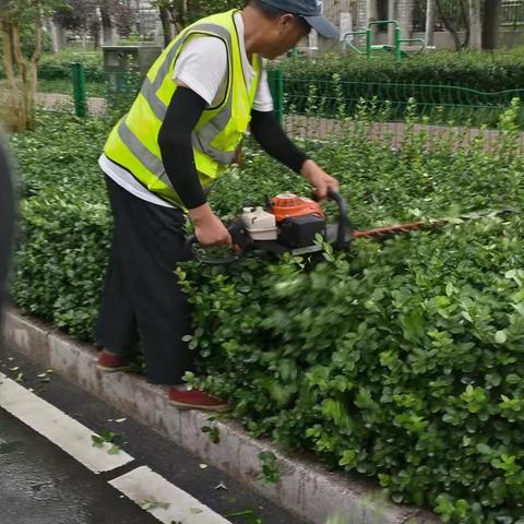 东风街道绿化养护工作日记