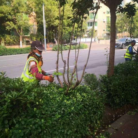 东风绿化所工作周记