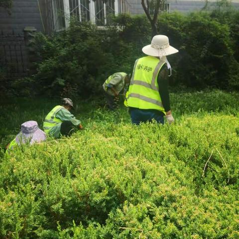 东风街道绿化养护工作周记