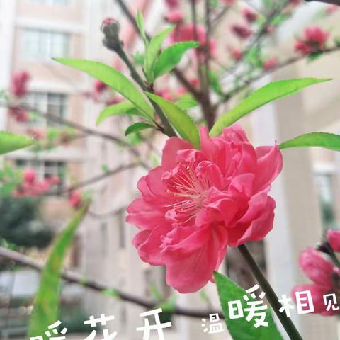 （十九）春暖花开   温暖相见——玉州区万秀小学“疫情防控听党话 ”家庭乐动课堂