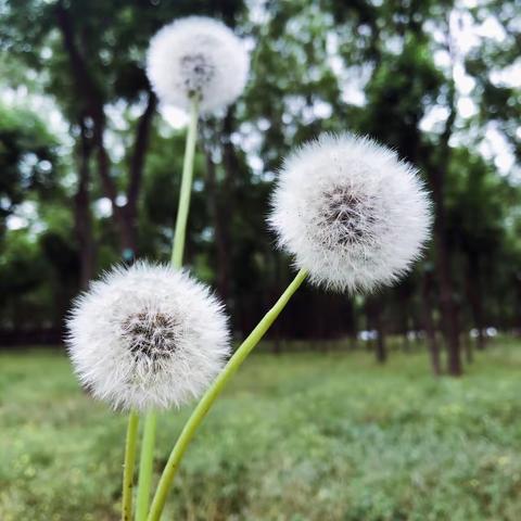 一粒种子的旅行——《蒲公英》中一班