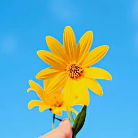 停课不停学，成长不延期——韩城镇第二中心小学一年级第十六周“网络课堂”掠影