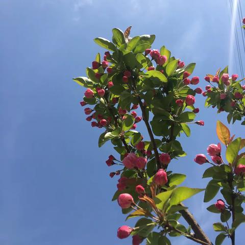 别样课堂，同样收获 ——韩城镇第二中心小学一年级组第十周“网络课堂”掠影