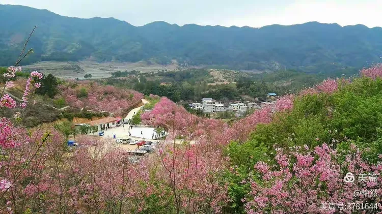 红粉佳人樱花特点