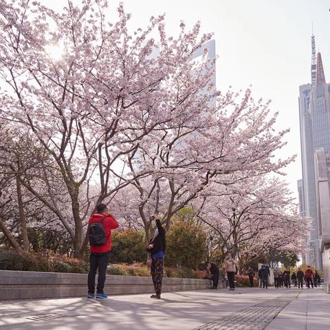 上海东昌路地铁站口的樱花