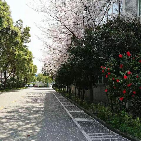 邂逅最美的春天“樱”