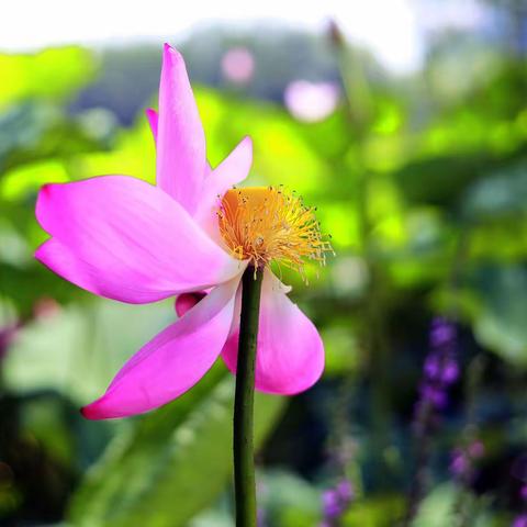 夏日赏荷---柳壕湿地公园---夜色、夜宴---渔掌门（九圆户外群一日游）