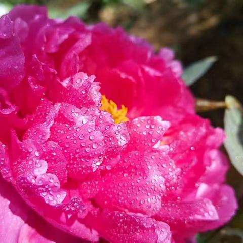 唯有牡丹真国色，花开时节动京城。！