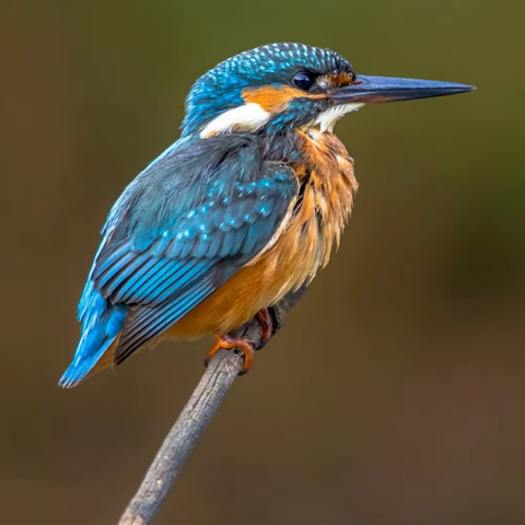 “研”之凿凿，行之灼灼————瓦店镇尚庄小学2022年秋期听评课活动