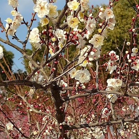 春打六九头  红梅花儿开