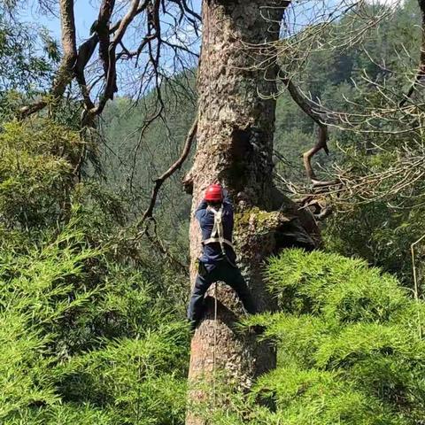 景宁县森林病虫害除治队登上浙江日报