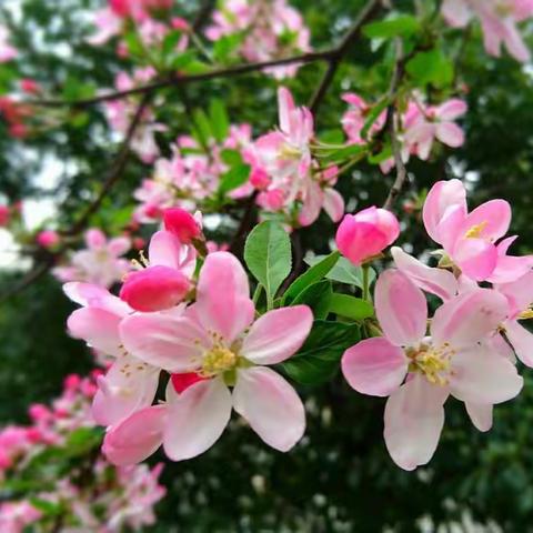 春到川西坝 花重錦官城