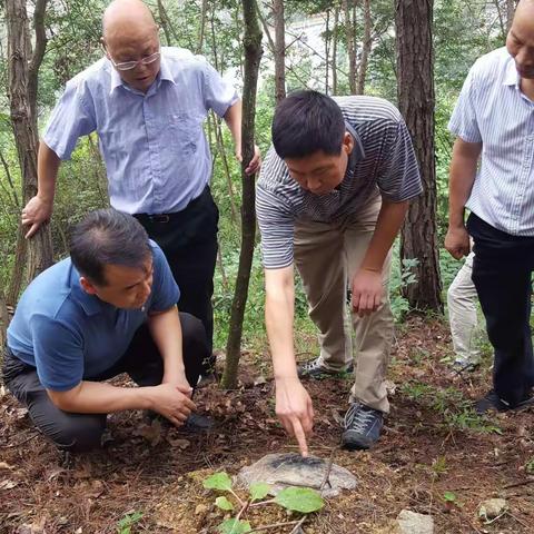 薛恩东检查指导安康松材线虫病防控工作