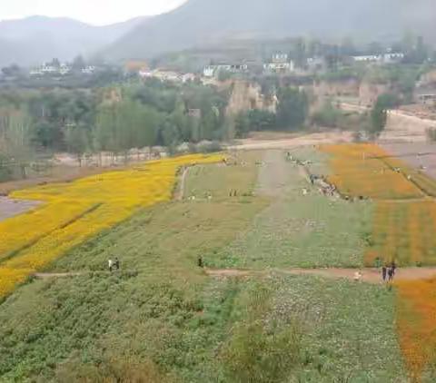 仙草花海基地开园啦