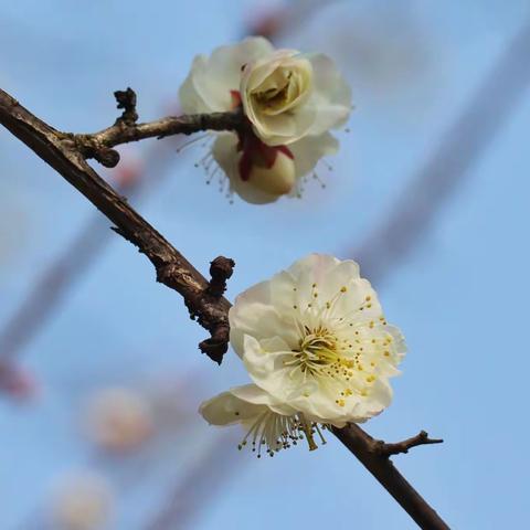 《梅花三弄》