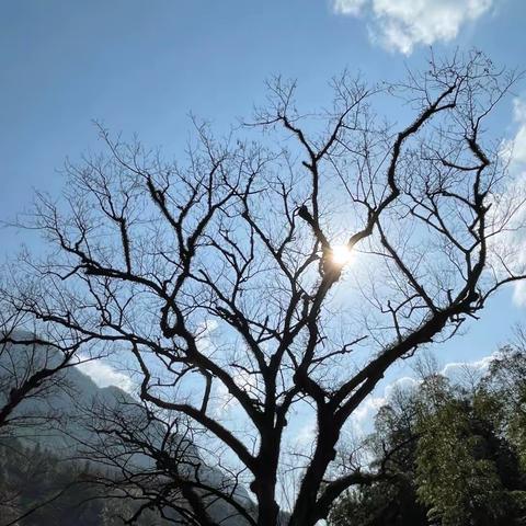 又见老槐树