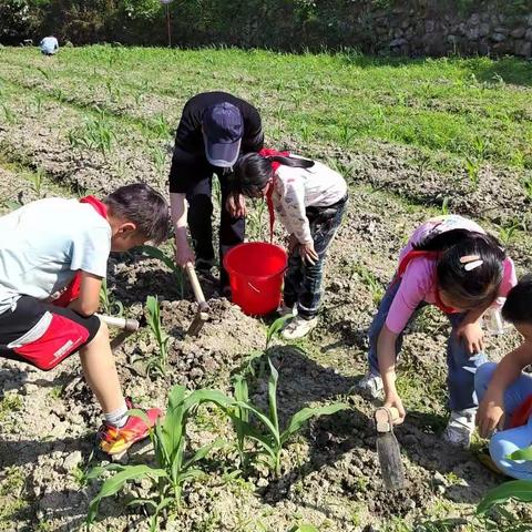 劳动淬炼心智 实践促进成长 ——司铺小学小学劳动基地活动开展