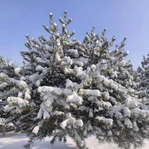 【冬雪如约至 清雪暖人心】—马坊头村网格员联合物业开展清雪行动