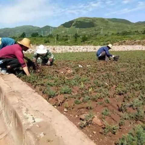 挡不住暴雨连天，经得起汛情考验——砥励前行中的市国有马峡林场