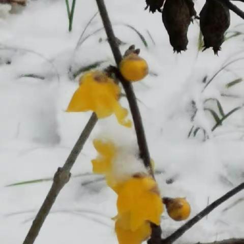 石家庄的雪