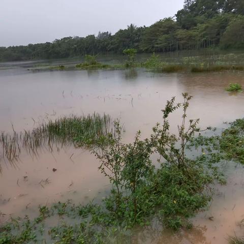 2022年10月20日，演南村级联络员王经明巡查西河，瀑雨后河水涨高路面。