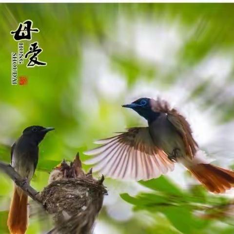 《妈妈的爱》——梁福豪