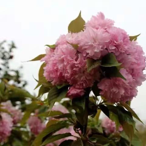 樱花之约