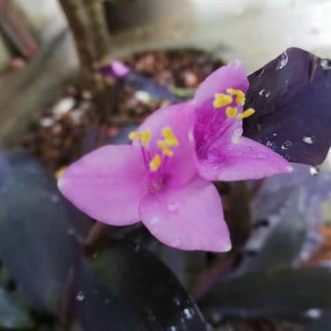 又是一季花果香