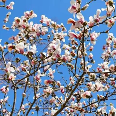 走进春天，拥抱自然！