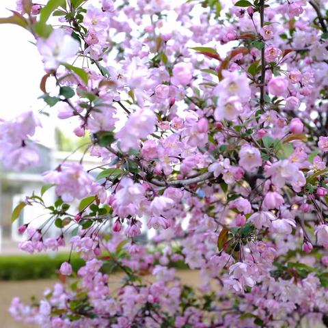 【慧心五小·美育】灾难无情，人间有爱——音乐篇