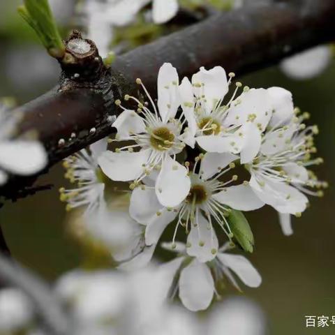 春花时节 2023.04.16 沈阳五里河公园