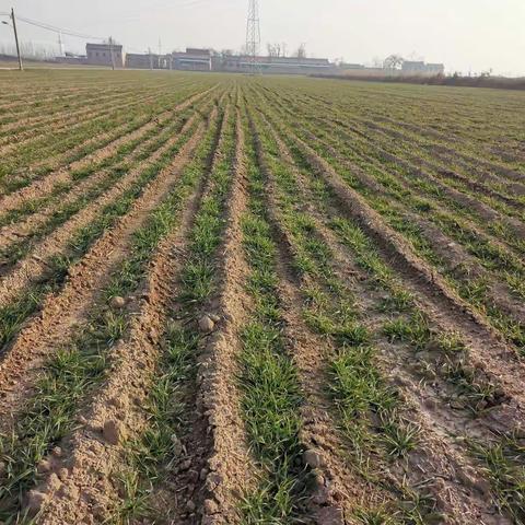 永寿县2022年小麦抗灾强管百日行动