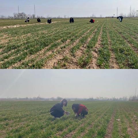 永寿县农技中心开展小麦病虫草害调查