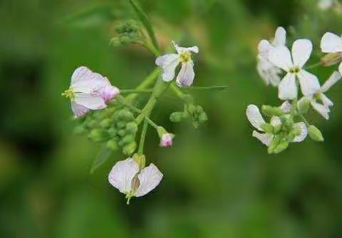 “拥抱春天，种植希望”--城东分园植树节种植活动